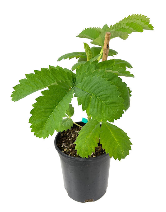 Melianthus major 'African Honey Bush'