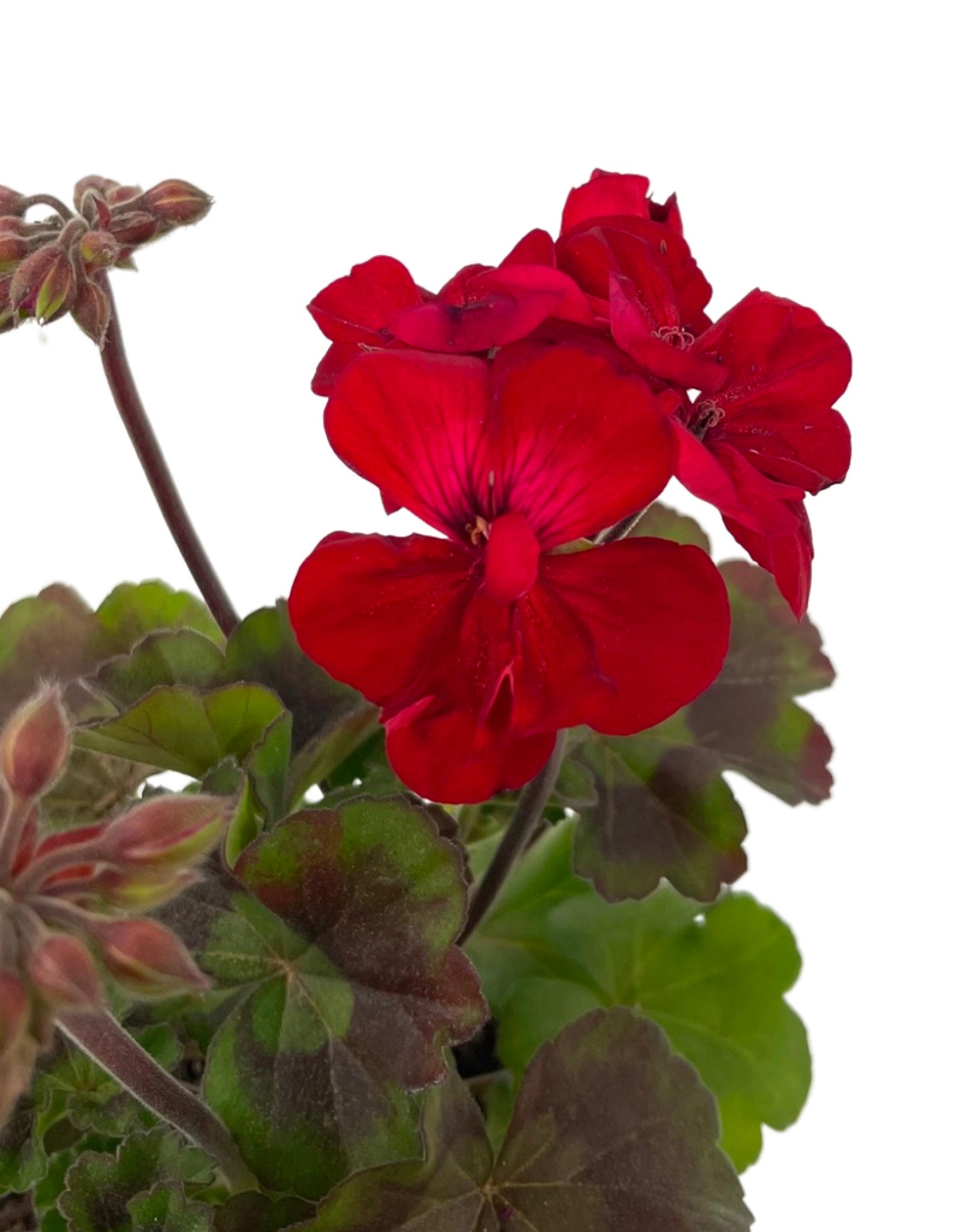 Geranium Zonal 'Tango Velvet Red' – The Garden Corner