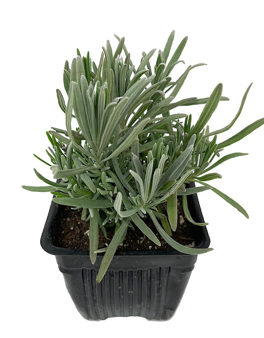 Lavandula x intermedia 'Grosso'