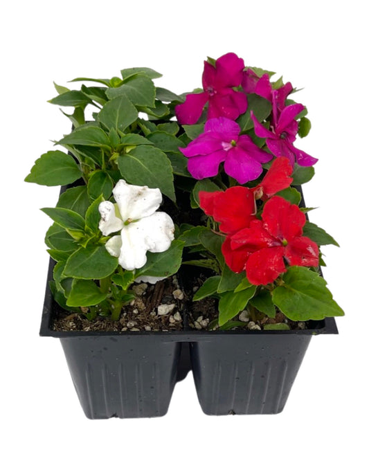 Impatiens 'Beacon Select Mix'