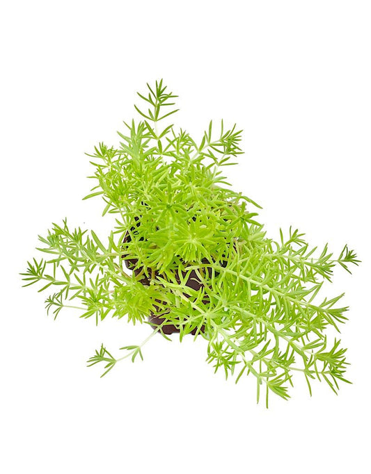 Sedum 'Lemon Ball' - The Garden Corner