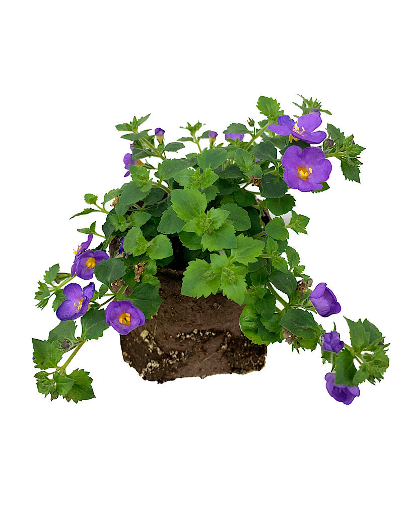 Bacopa 'Snowstorm Blue Bubbles'
