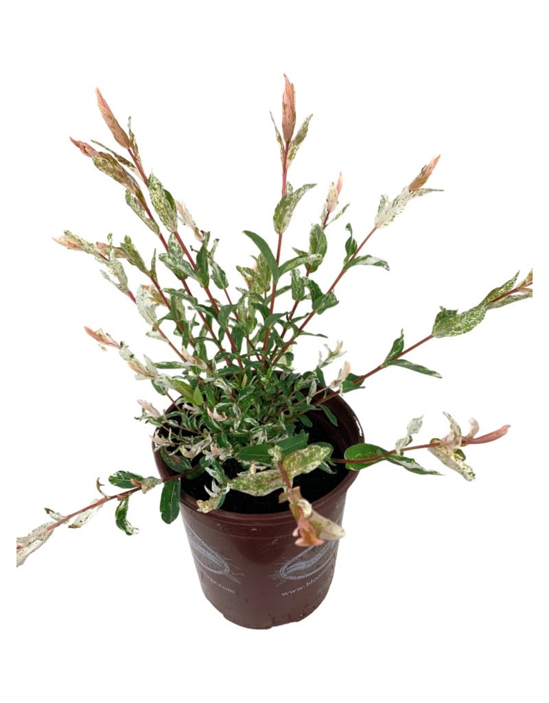 Salix integra 'Hakuro Nishiki' 1 Gallon