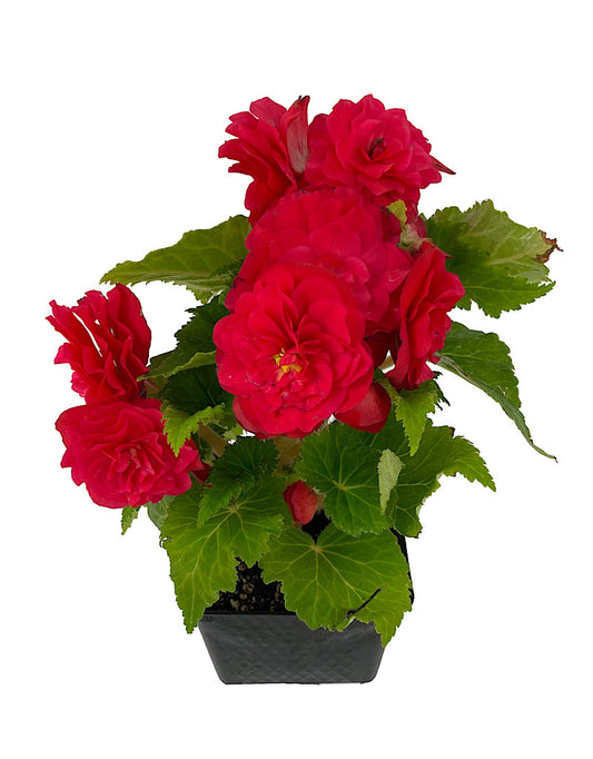 Begonia 'Nonstop Rose Pink'
