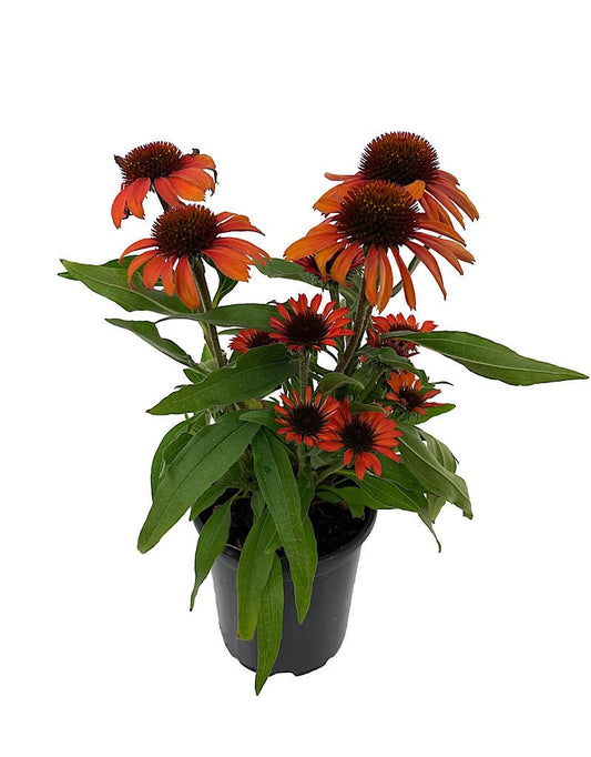 Echinacea 'Prima Ruby' Quart - The Garden Corner