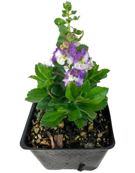 Angelonia  Alonia 'Big Bicolor Purple'