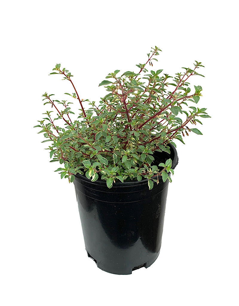Fuchsia variegata 'Lottie Hobby'