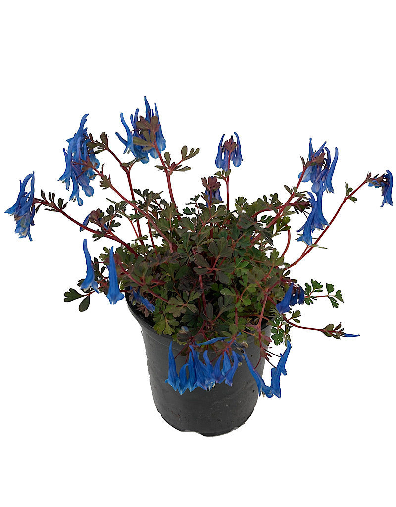 Corydalis 'Blue Heron' Quart