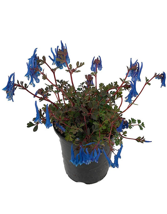 Corydalis 'Blue Heron' Quart - The Garden Corner