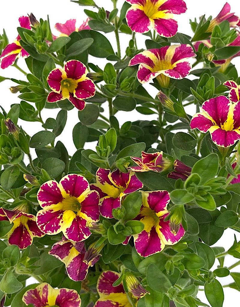 Calibrachoa 'Holy Moly'