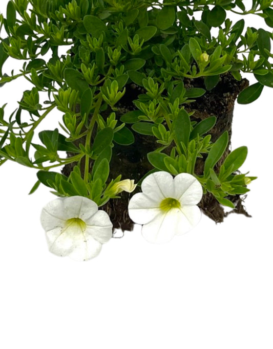 Calibrachoa 'Callie White Improved'