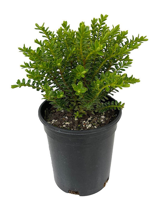 Hebe 'New Zealand Gold' 1 Gallon - The Garden Corner