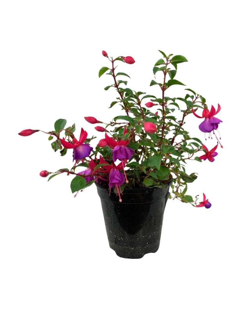 Fuchsia 'Windchimes' 4 Inch