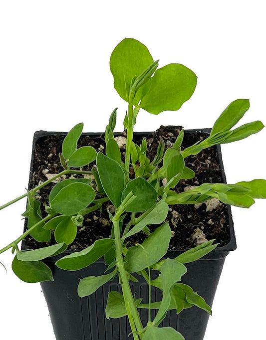 Sweet Pea 'Mammoth Mix' 4 Inch - The Garden Corner