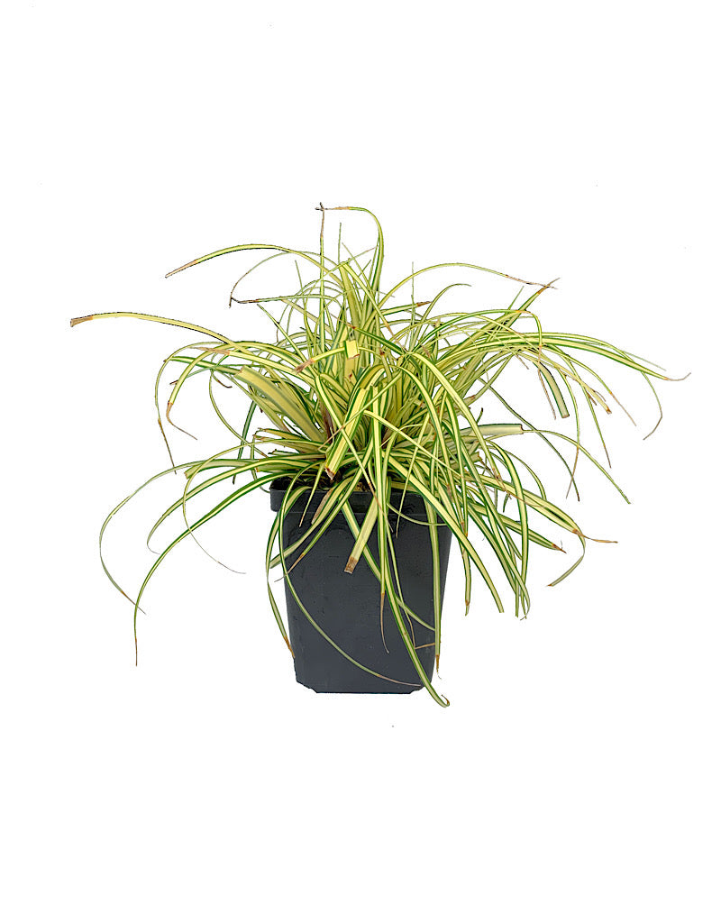 Carex oshimensis 'Evergold'
