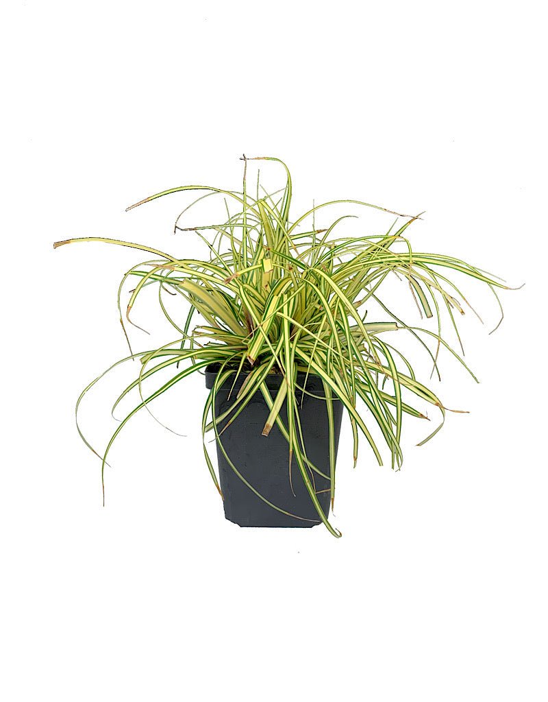 Carex oshimensis 'Evergold' - The Garden Corner