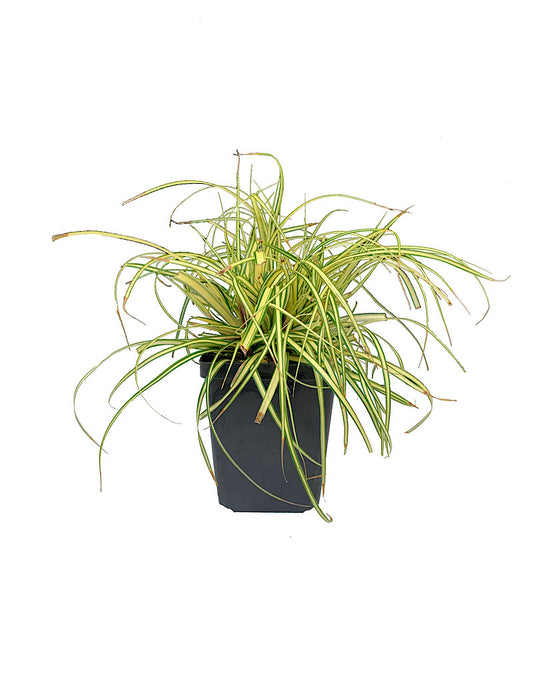 Carex oshimensis 'Evergold'