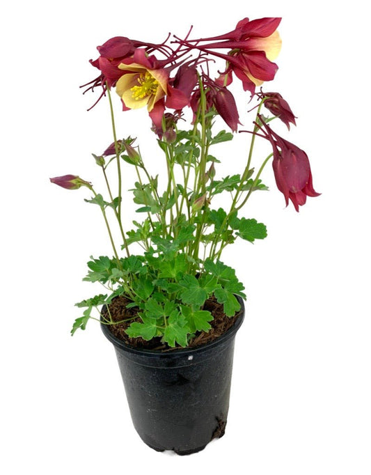 Aquilegia 'Early Bird Red/Yellow' - The Garden Corner