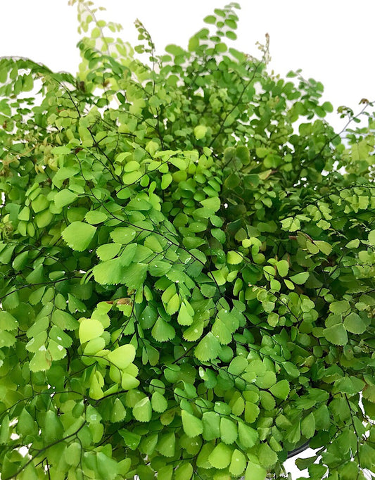 Adiantum 'Himalayan Maidenhair' 1 gal