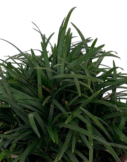 Ophiopogon j. 'Nanus' Quart