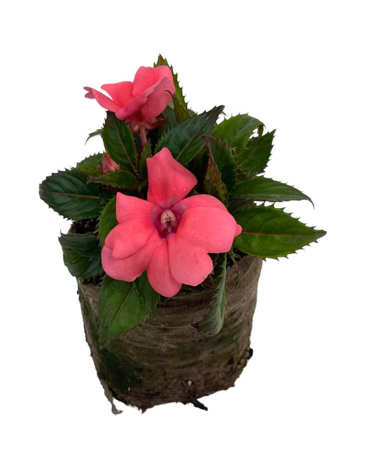 Sunpatiens 'Compact Coral Pink' - The Garden Corner