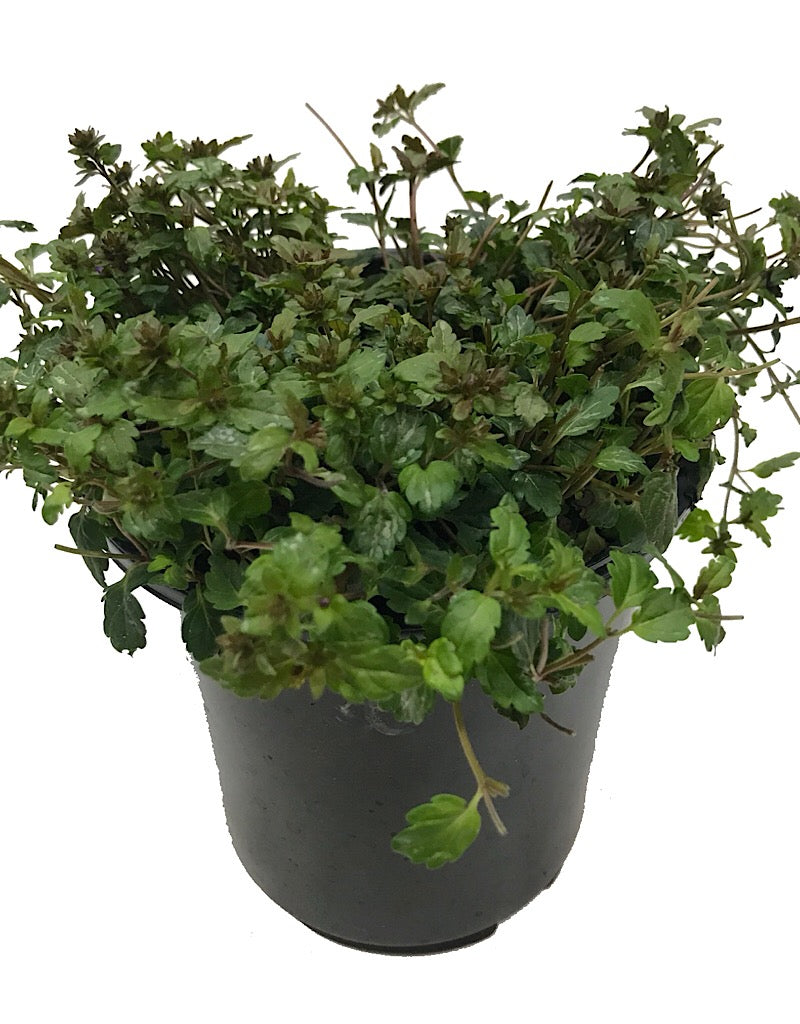Veronica peduncularis 'Georgia Blue'