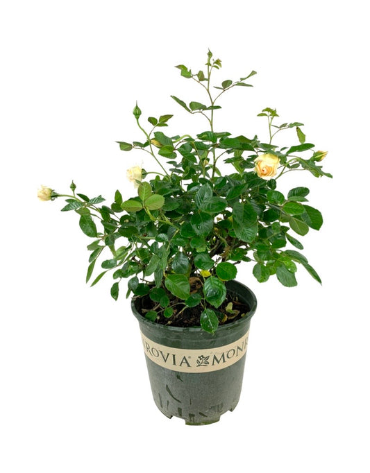 Rosa 'Eau de Parfum Bubbly'