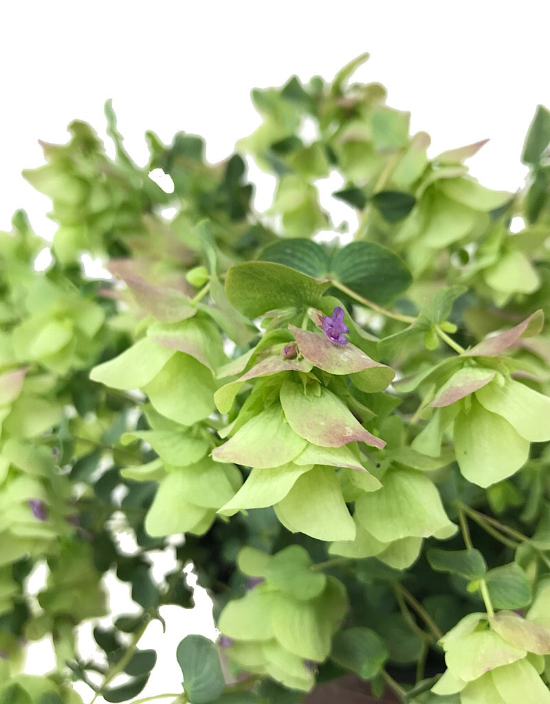 Origanum rotundifolium 'Kent Beauty'