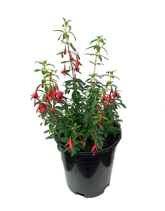Fuchsia 'Little Giant' 1 Gallon - The Garden Corner