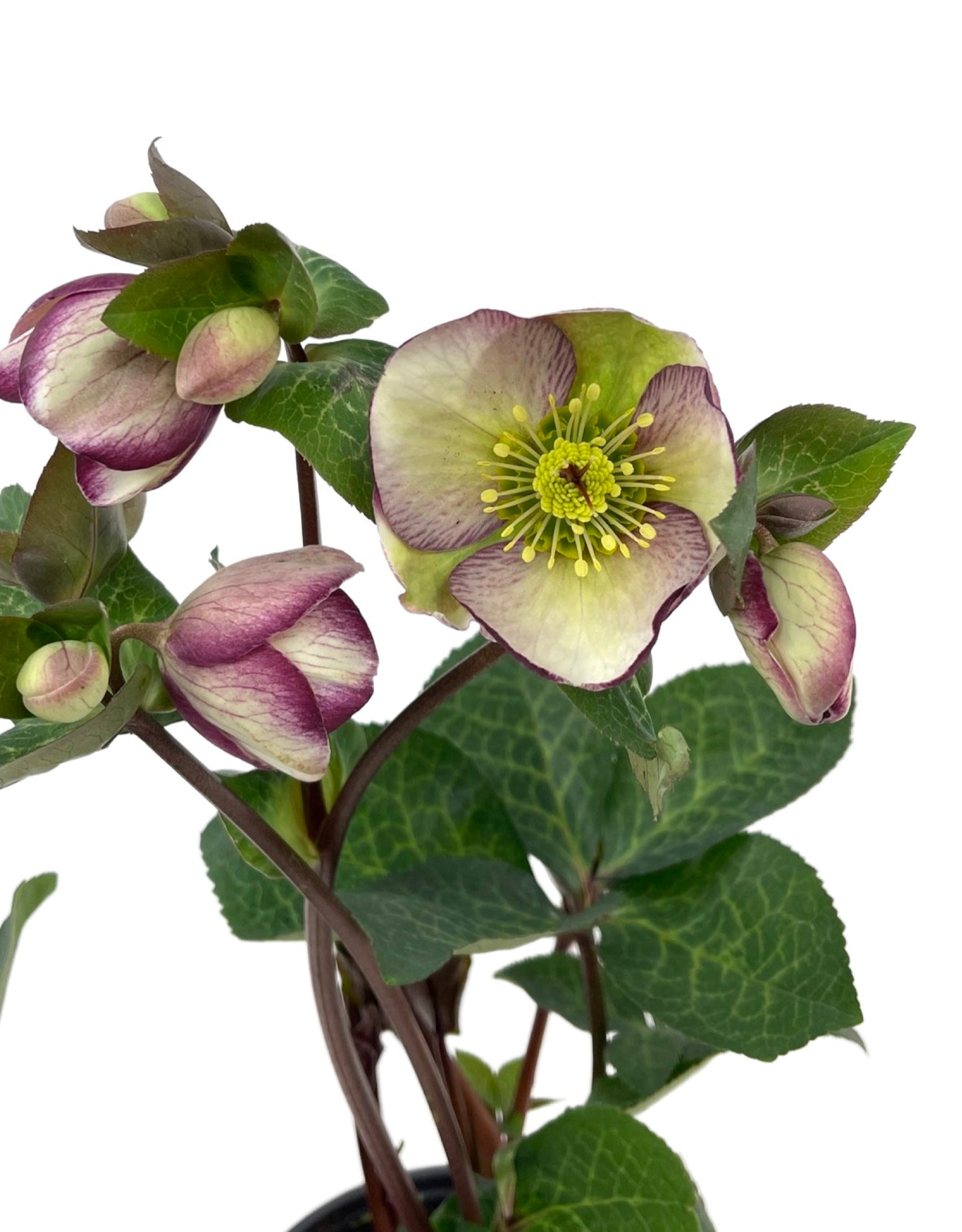 Helleborus Frostkiss® 'Glenda's Gloss'