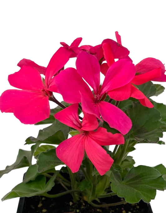 Geranium Zonal 'Caliente Coral Salmon'