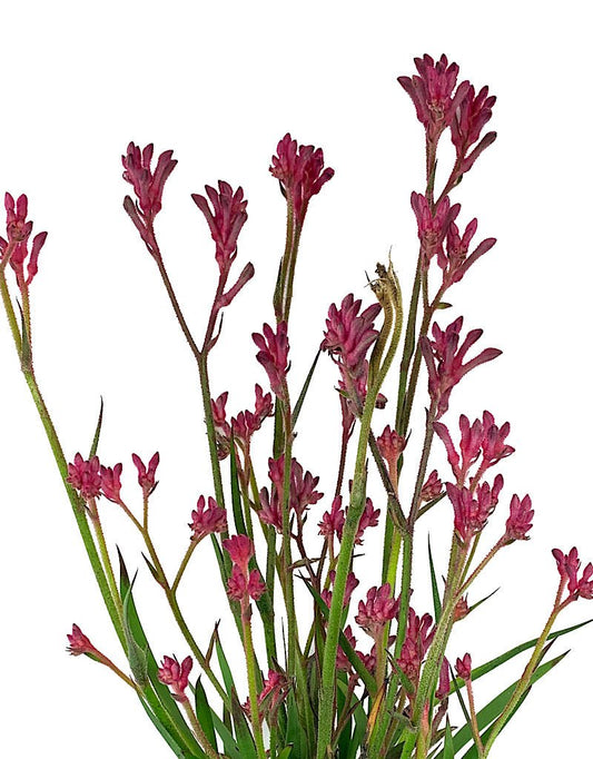 Anigozanthos 'Kanga Pink' 1 Gallon - The Garden Corner