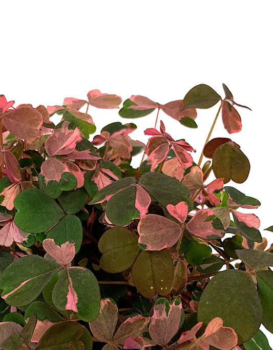 Oxalis 'Plum Crazy'