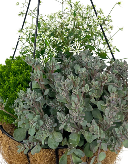 Hanging Garden 5 - The Garden Corner