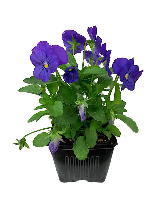 Viola - The Garden Corner