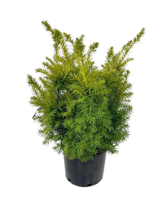 Taxus cuspidata 'Dwarf Bright Gold' 3 Gallon - The Garden Corner