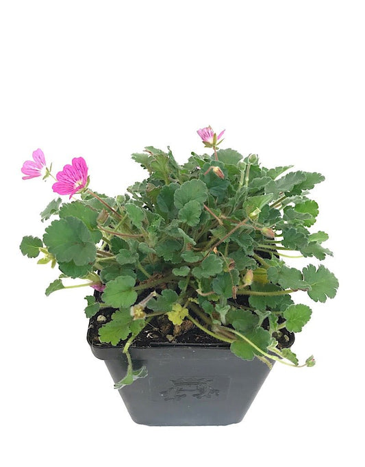 Erodium 'Bishop's Form' 4 inch - The Garden Corner