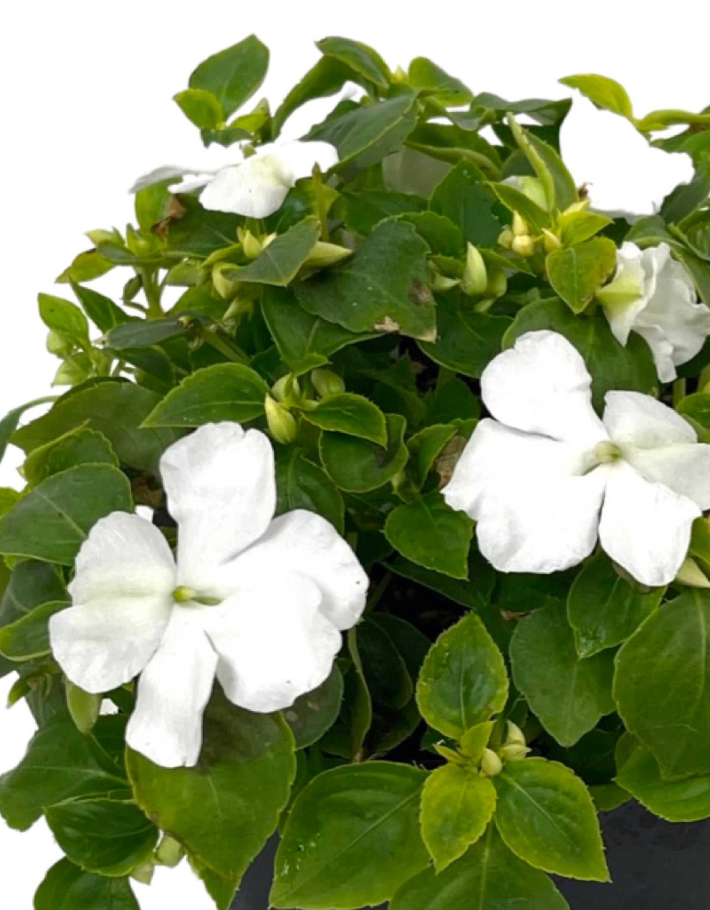 Impatiens 'Beacon White'