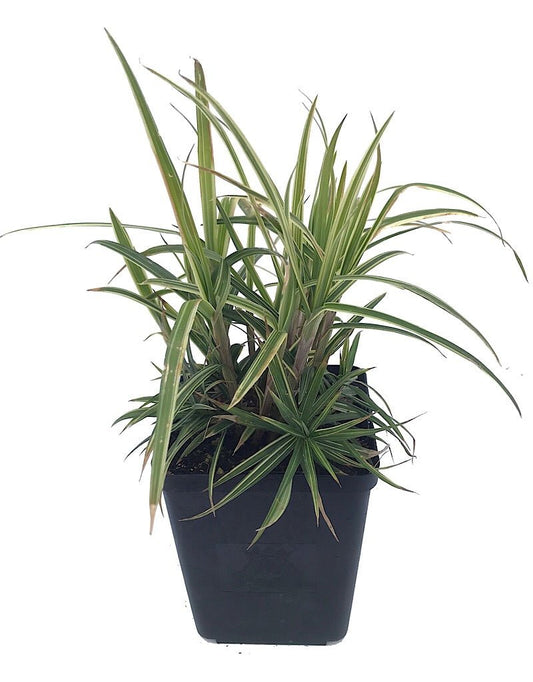 Carex 'Sparkler' - The Garden Corner
