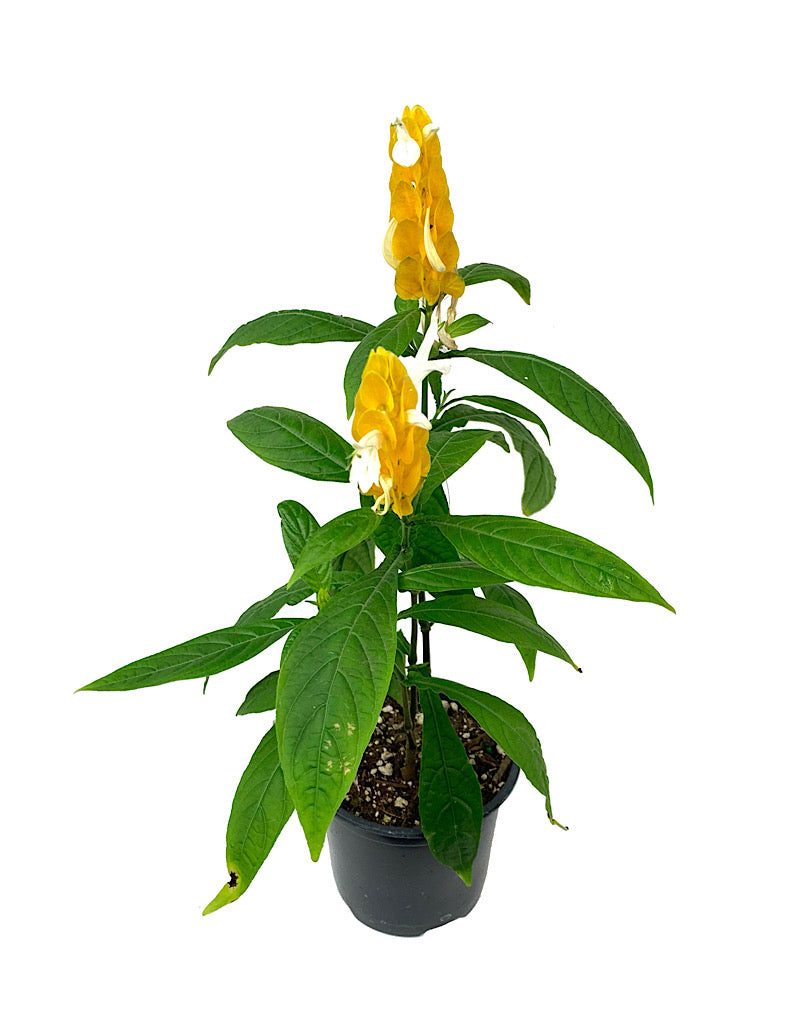 Pachystachys 'Yellow Shrimp' Quart