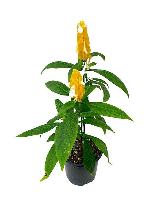 Pachystachys 'Yellow Shrimp' Quart