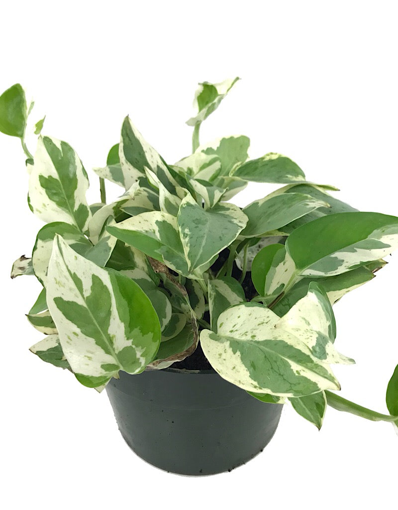 Epipremnum aureum 'Pearls and Jade' - House Plants