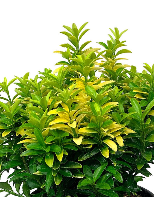 Euonymus japonicus 'Happiness' 1 Gallon - The Garden Corner