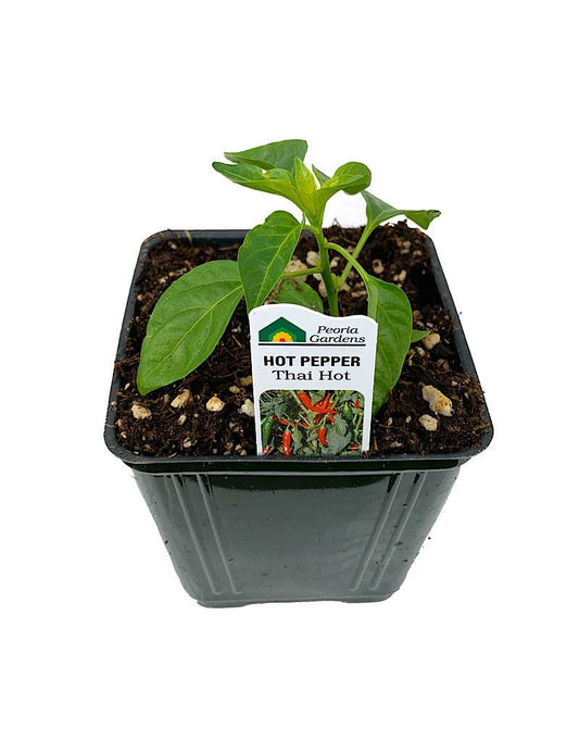 Pepper 'Thai Hot' - The Garden Corner