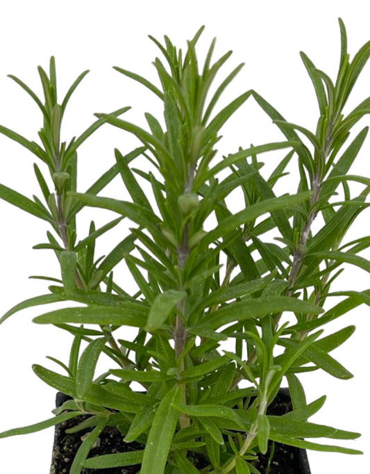 Rosmarinus officinalis 'Barbecue' 4 Inch