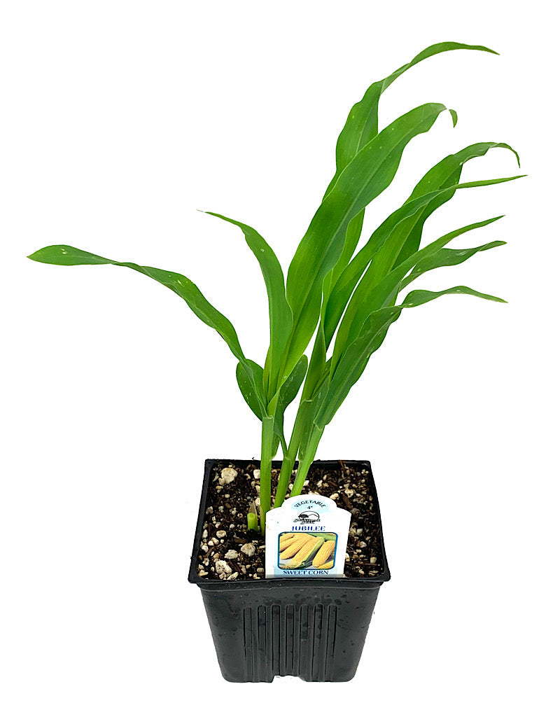 Corn 'Jubilee' 4 Inch