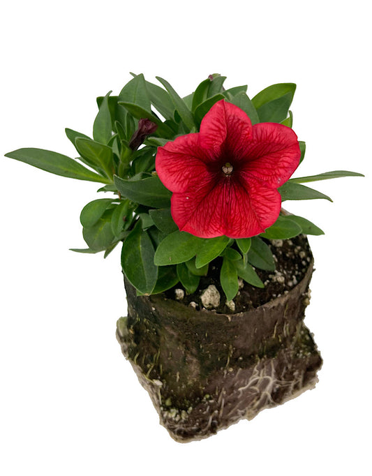 Petunia 'Potunia Coral  4 Inch