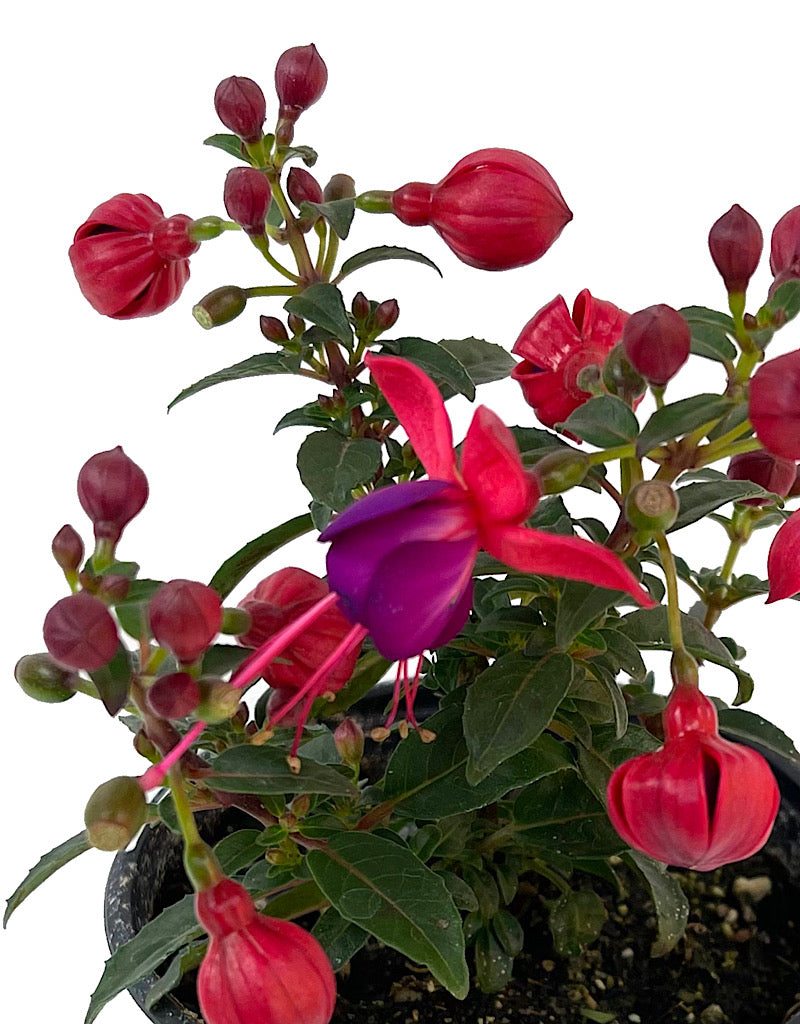 Fuchsia 'Aretes Jollies Nantes' 4 Inch