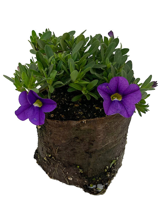 Calibrachoa 'Cabaret Lavender Improved'