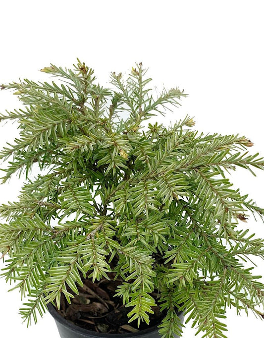 Tsuga canadensis 'Moon Frost' 4 Inch - The Garden Corner